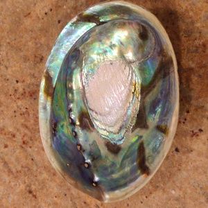 Abalone Shell